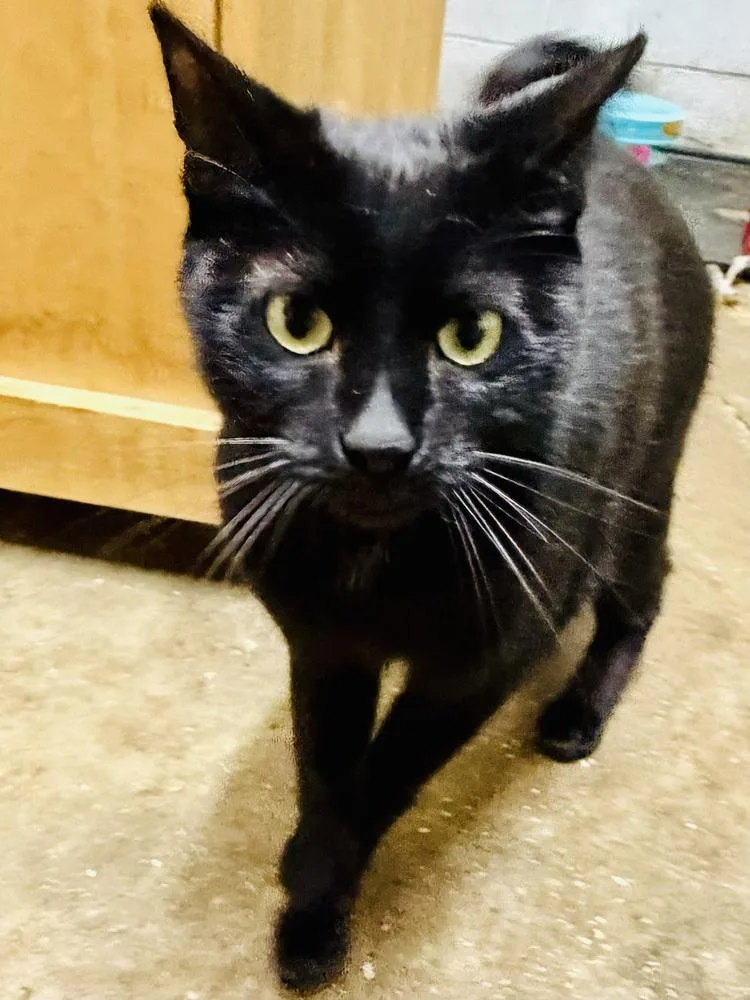 Toothless
