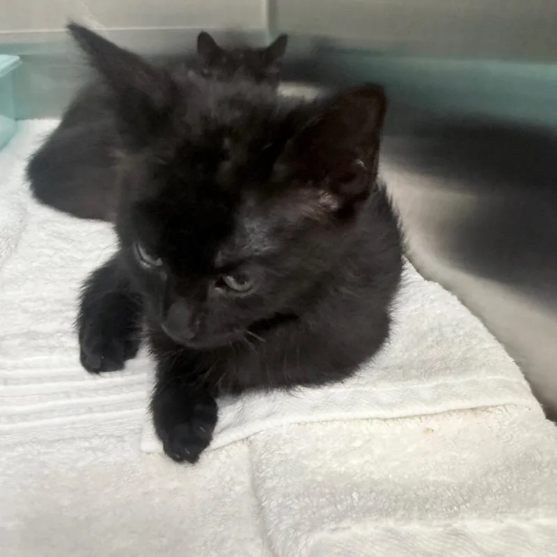 A baby small-sized female Black Domestic Short Hair cat named Frisky for adoption in Jupiter, FL