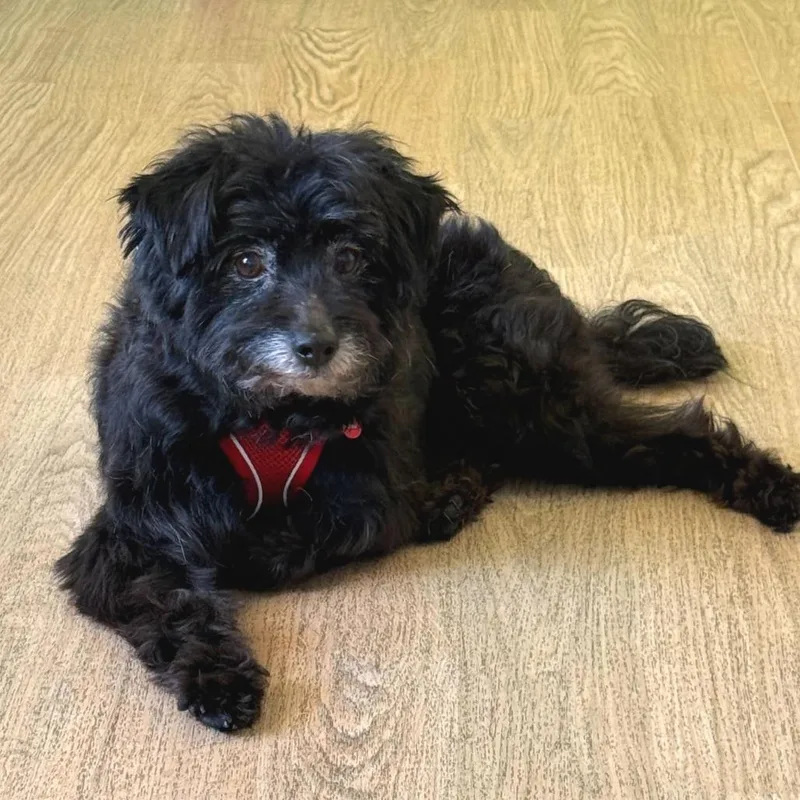 A senior small-sized male Black Poodle dog named Iggy Koopa for adoption in San Francisco, CA