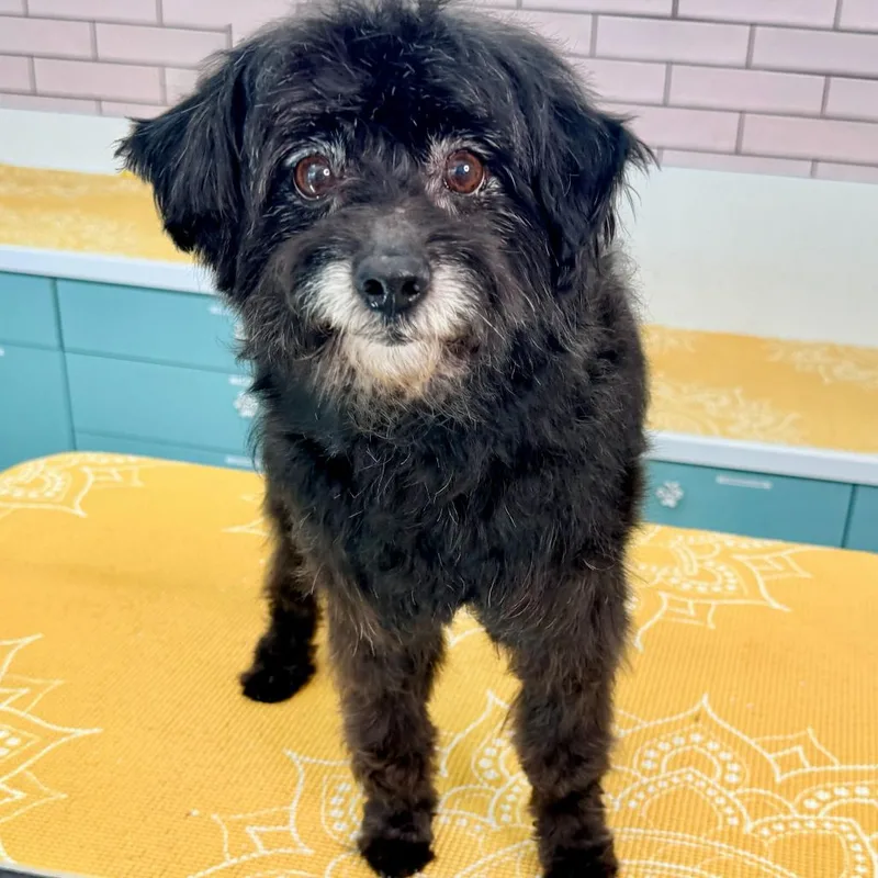 Iggy Koopa thumbnail 2