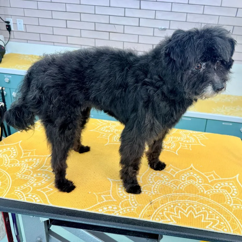 Iggy Koopa thumbnail 3