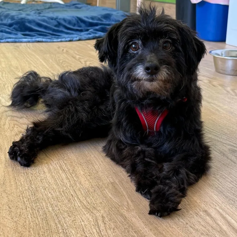 Iggy Koopa thumbnail 4