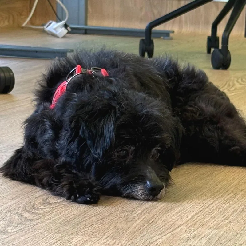 Iggy Koopa thumbnail 5