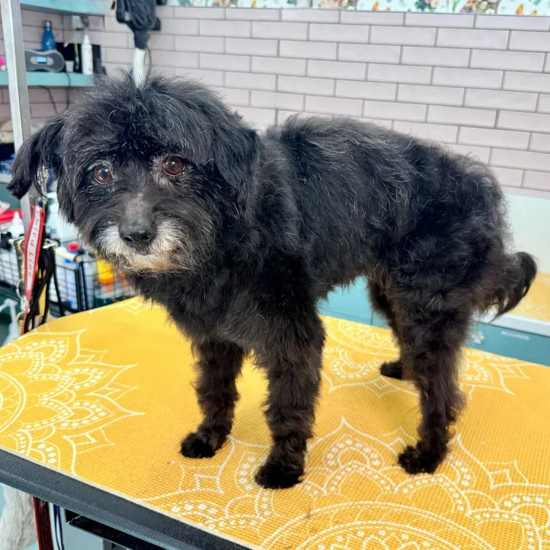 Iggy Koopa thumbnail 6