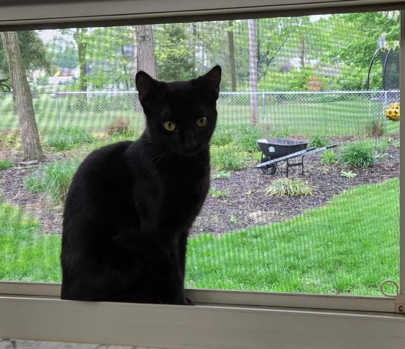 A young medium-sized female Black Domestic Short Hair cat named Ink Blot for adoption in Lewis Center, OH