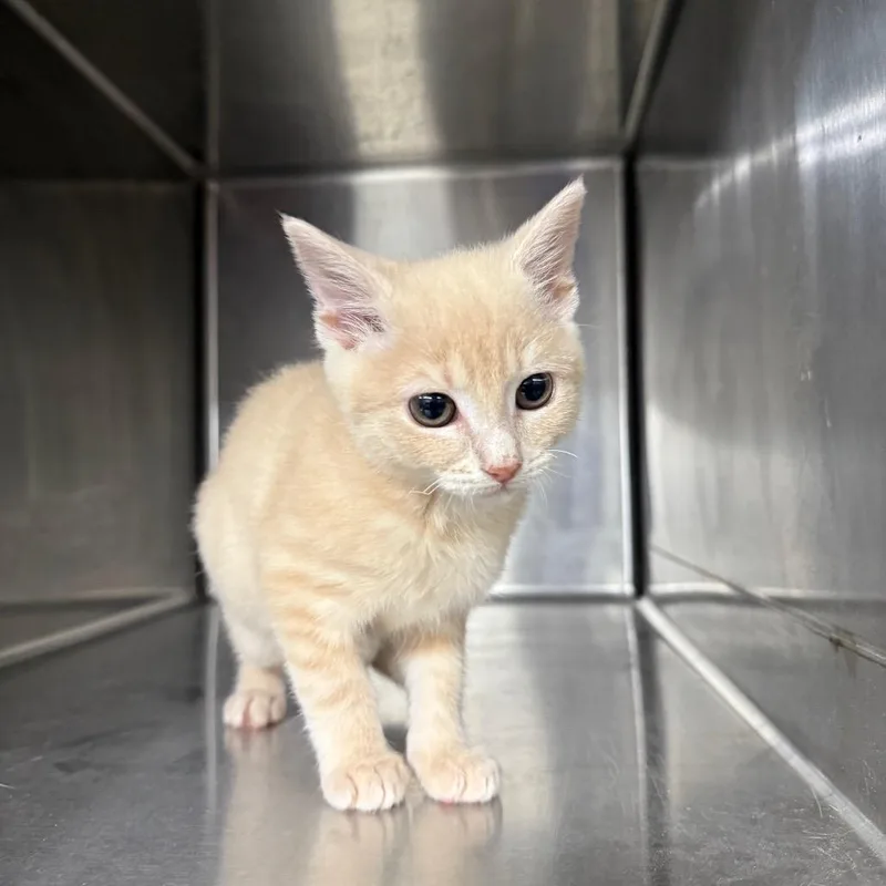 A baby small-sized female Buff / Tan / Fawn Domestic Short Hair cat named Harley for adoption in Hamilton, GA
