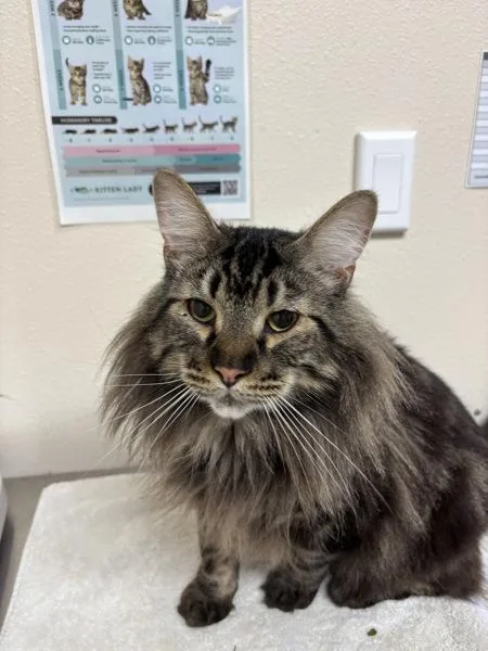 An adult small-sized male Domestic Long Hair cat named Hummy for adoption in Sherwood, OR