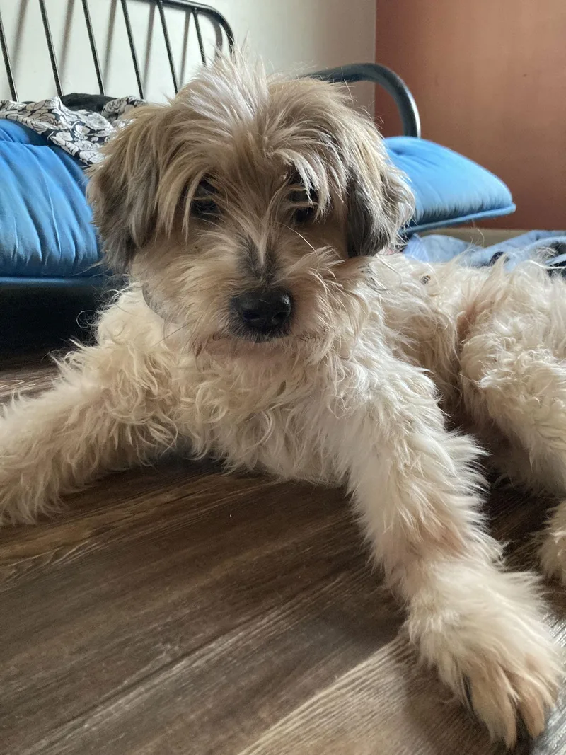 Happy Pappy thumbnail 2