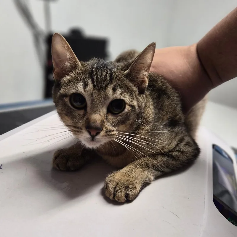 A young medium-sized female Brown / Chocolate Domestic Short Hair cat named Savannah for adoption in Wahiawa, HI