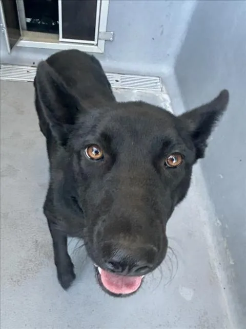 A young large-sized female German Shepherd Dog dog named Haya for adoption in Tracy, CA