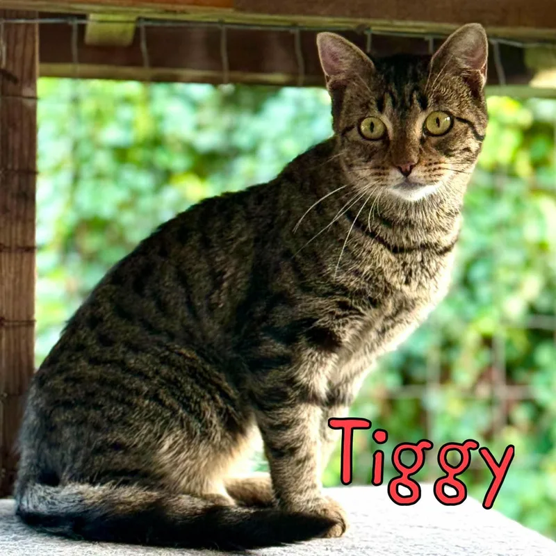 A young medium-sized female Domestic Short Hair cat named Tiggy for adoption in Little Falls, NY