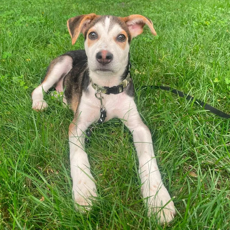 A baby medium-sized male Tricolor (Brown, Black, & White) Mixed Breed dog named Zion for adoption in Yaphank, NY