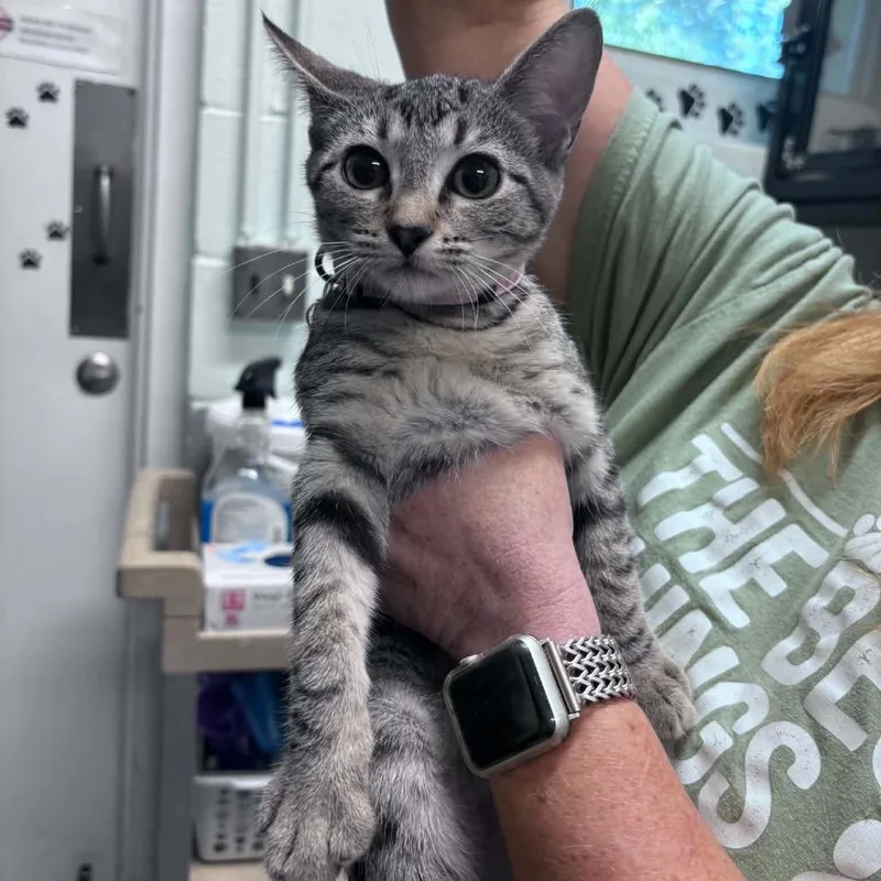 A baby small-sized female Gray / Blue / Silver Domestic Short Hair cat named Patti for adoption in Columbus, NC