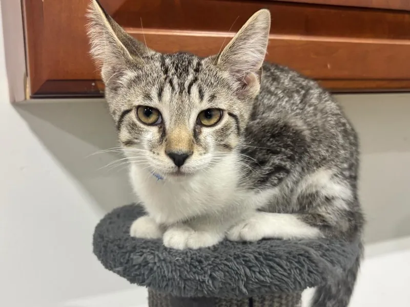 A baby small-sized male Domestic Short Hair cat named Daniel for adoption in Powell, OH