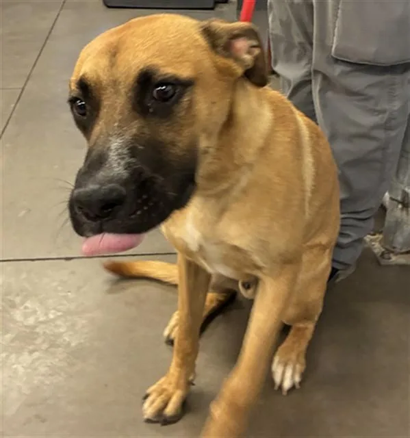 A young large-sized male German Shepherd Dog dog named Asta for adoption in Phoenix, AZ