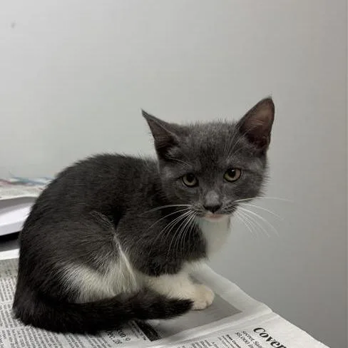 A baby small-sized female Gray / Blue / Silver Domestic Short Hair cat named Blueberry for adoption in Jacksonville, FL