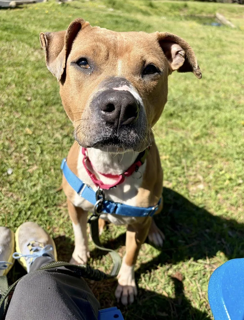 Strawberry thumbnail 2