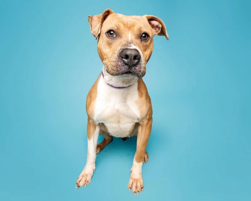 Strawberry thumbnail 3