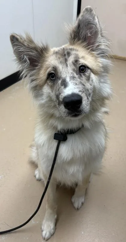 An adult medium-sized male Australian Shepherd dog named Karma for adoption in Phoenix, AZ