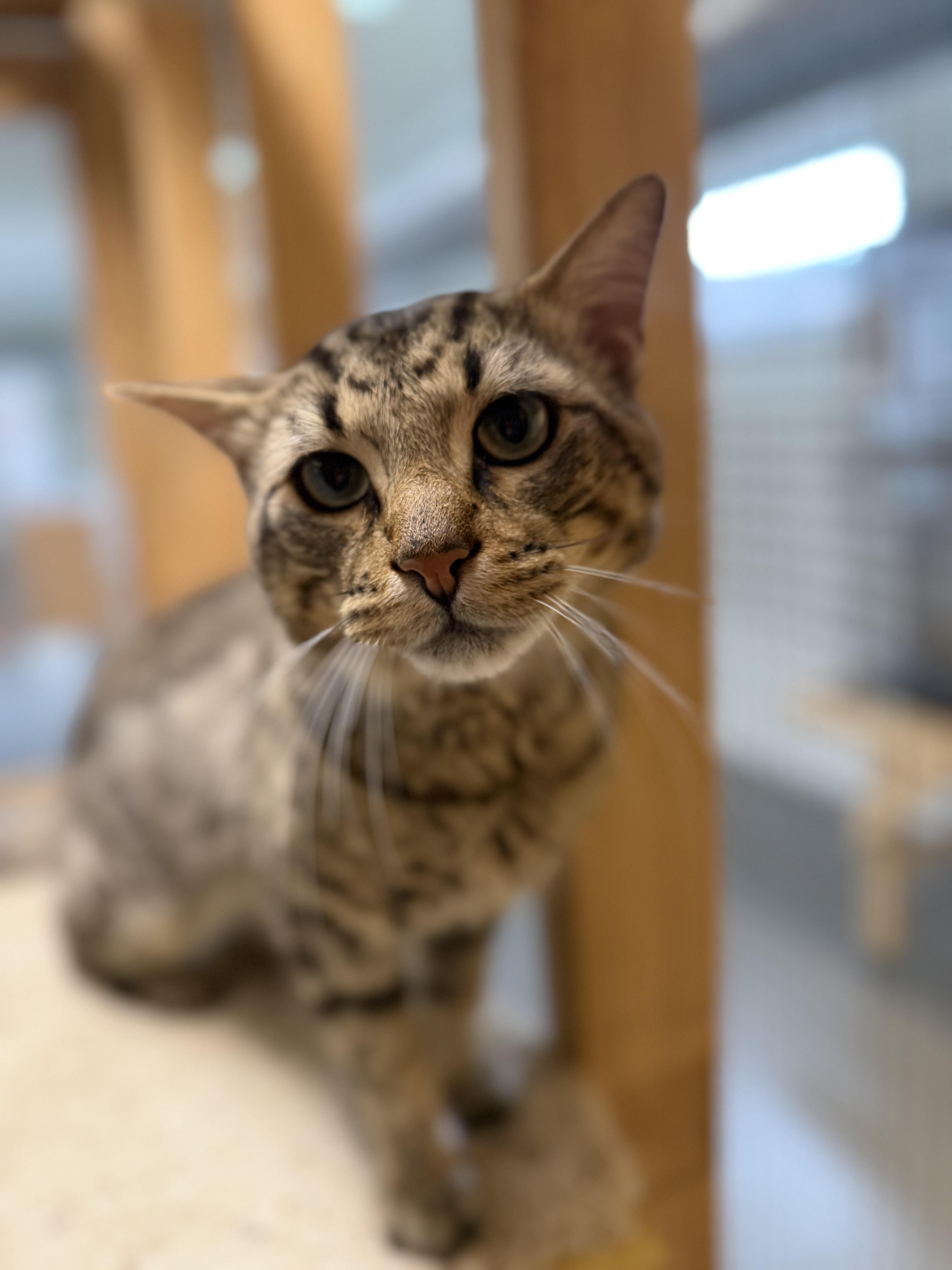 An adult medium-sized male Tabby (Brown / Chocolate) Domestic Short Hair cat named Doug for adoption in Chisholm, MN