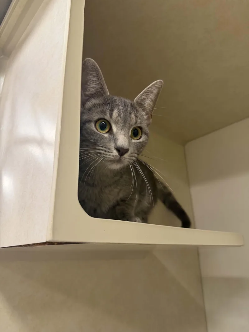 A young small-sized female Domestic Short Hair cat named Jenny for adoption in Hagerstown, MD