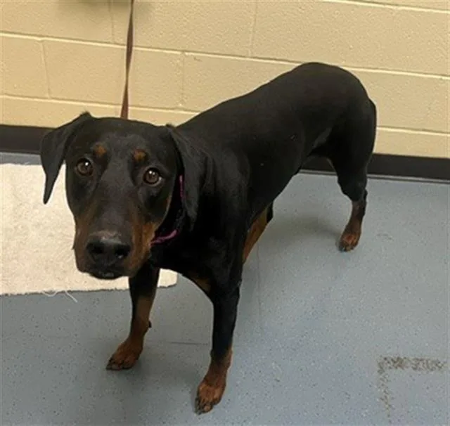 An adult large-sized male Doberman Pinscher dog named Canelo for adoption in Denver, CO