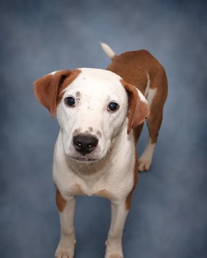 A young medium-sized male Cattle Dog dog named James for adoption in Taylorsville, NC