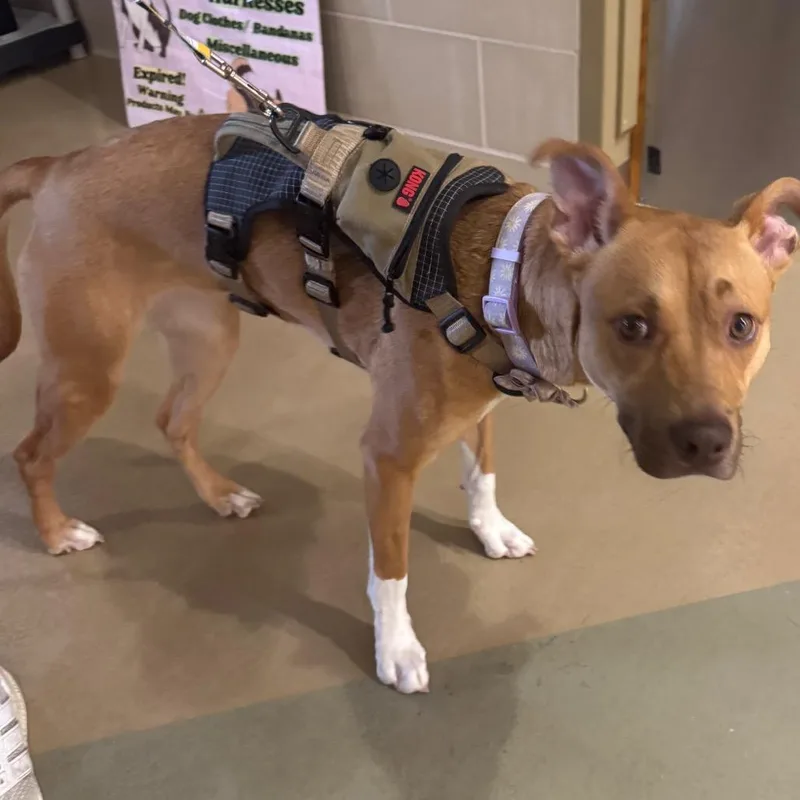 An adult medium-sized female Yellow / Tan / Blond / Fawn Mixed Breed dog named Daisy for adoption in Winston-Salem, NC