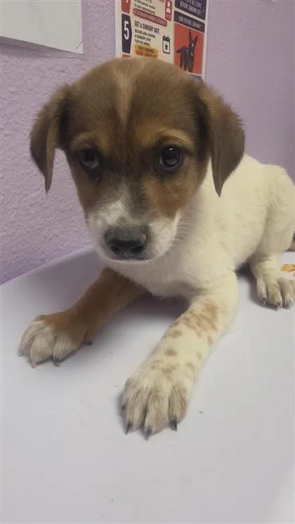 A baby small-sized male White / Cream Australian Shepherd dog named 61353091 for adoption in El Paso, TX
