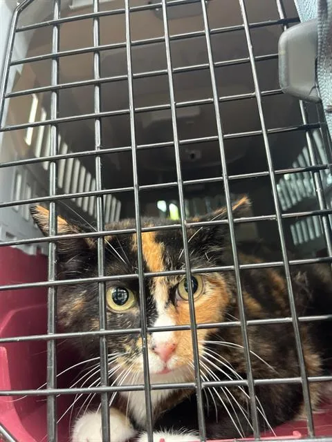 An adult large-sized female Domestic Short Hair cat named Olivia for adoption in Fort Walton Beach, FL