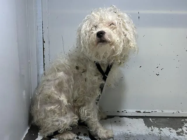 An adult small-sized male Poodle dog named Charlie for adoption in Visalia, CA