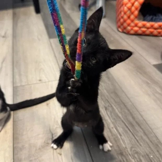 A baby small-sized female Black Domestic Short Hair cat named Marrisa for adoption in Lauderhill, FL