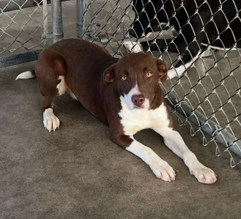 An adult medium-sized female Mixed Breed dog named Apricot for adoption in Pryor, OK