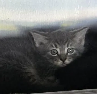 A baby medium-sized male Gray / Blue / Silver Domestic Medium Hair cat named Skechers for adoption in Mira Loma, CA