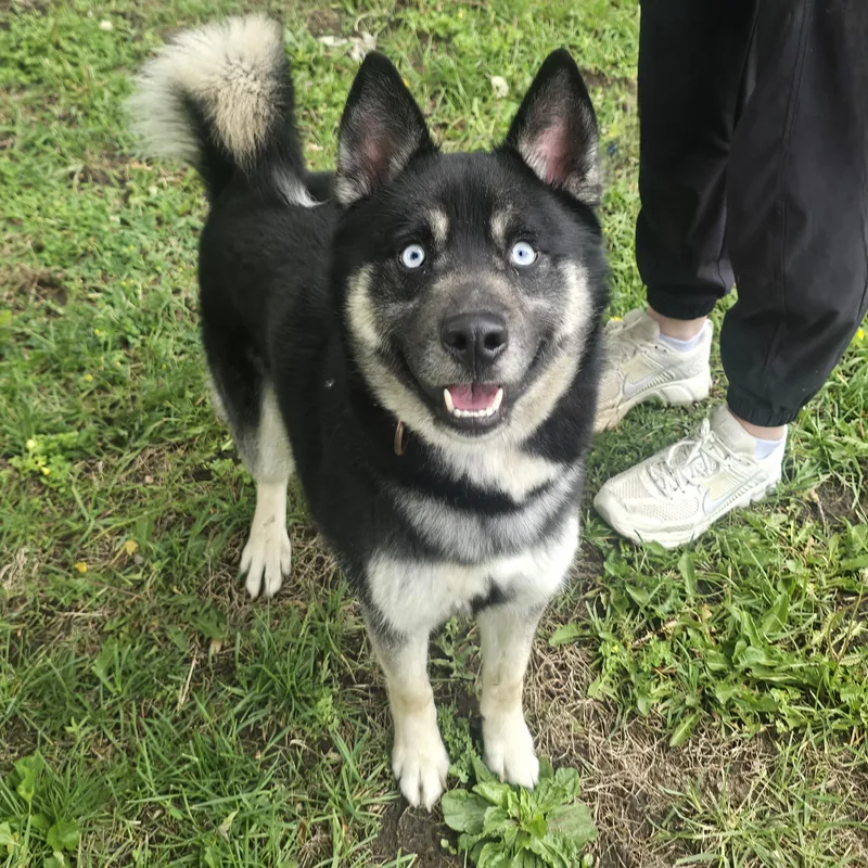 Blu