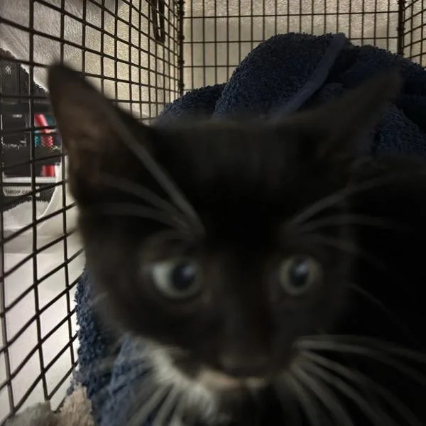 A baby small-sized female Domestic Short Hair cat named Mooose for adoption in Des Moines, IA