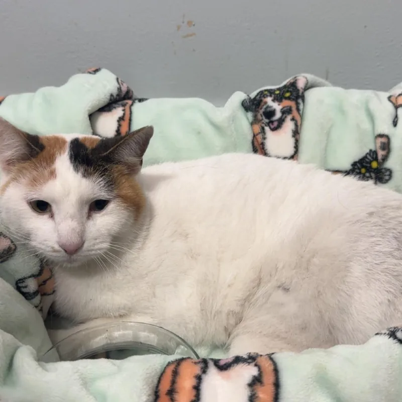 An adult medium-sized female White Domestic Short Hair cat named FOUND th Ave SE for adoption in Rochester, MN