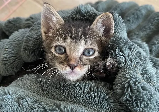 A baby small-sized male Domestic Short Hair cat named Surem for adoption in Tucson, AZ