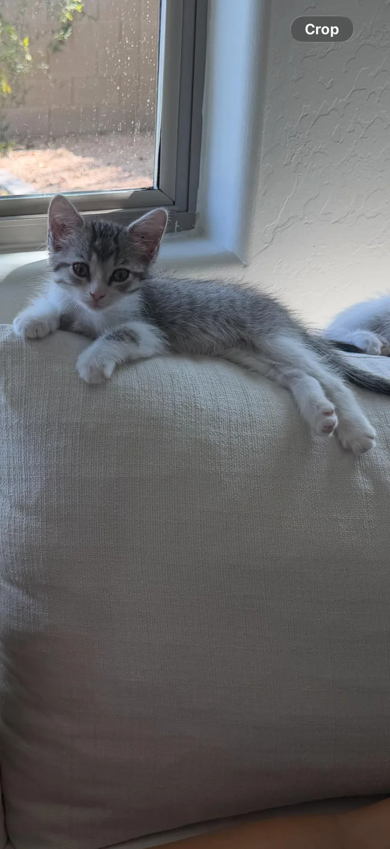 A baby medium-sized female Tabby cat named Poppy for adoption in Phoenix, AZ