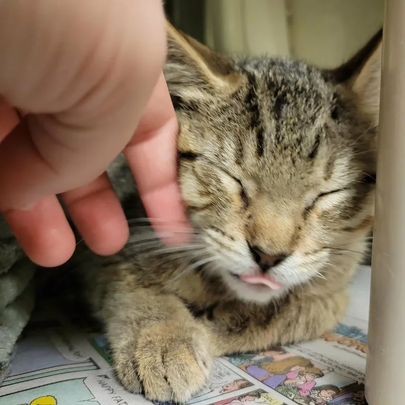 A baby small-sized female Brown / Chocolate Domestic Short Hair cat named Toadstool for adoption in Columbia, MO