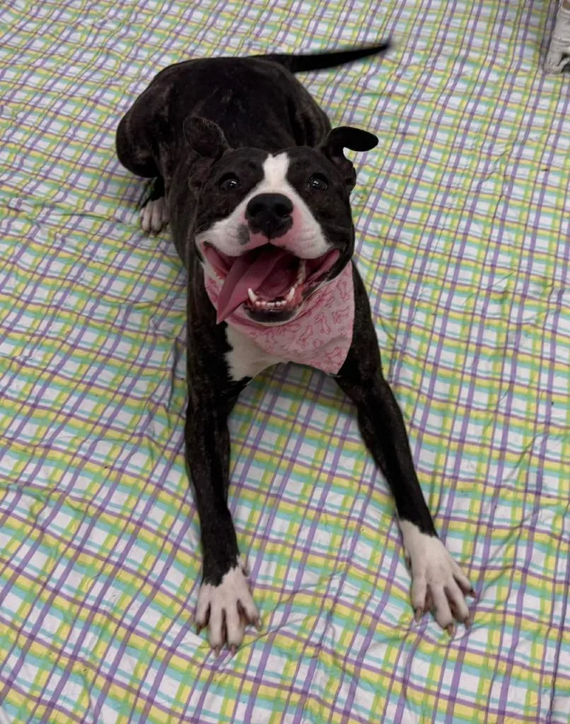 Margaery thumbnail 2