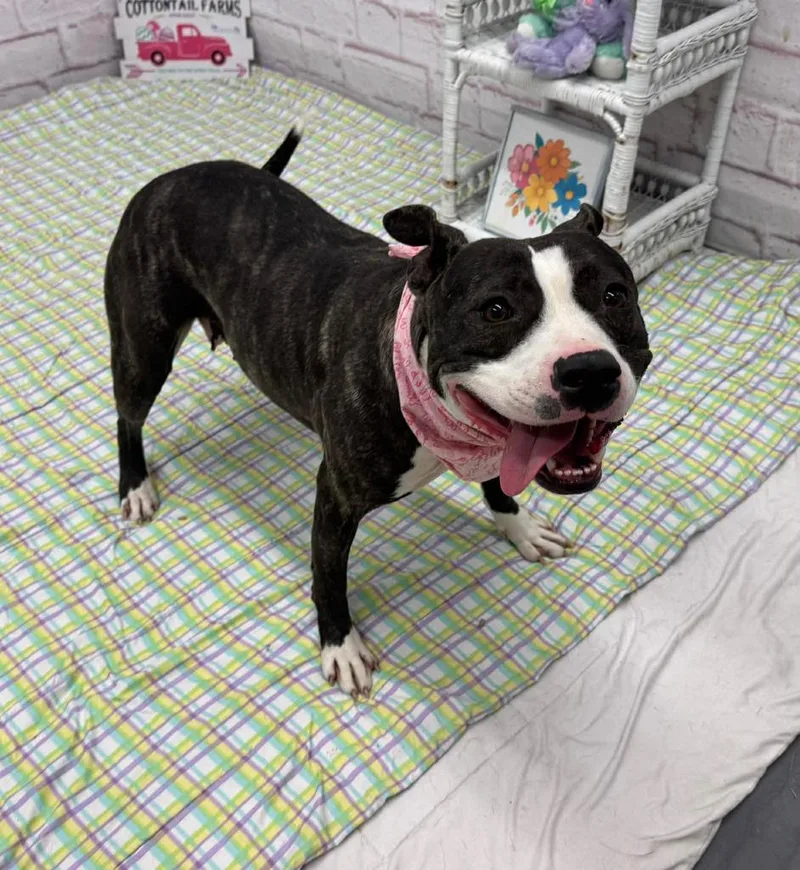 Margaery thumbnail 3