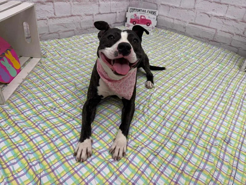 Margaery thumbnail 5