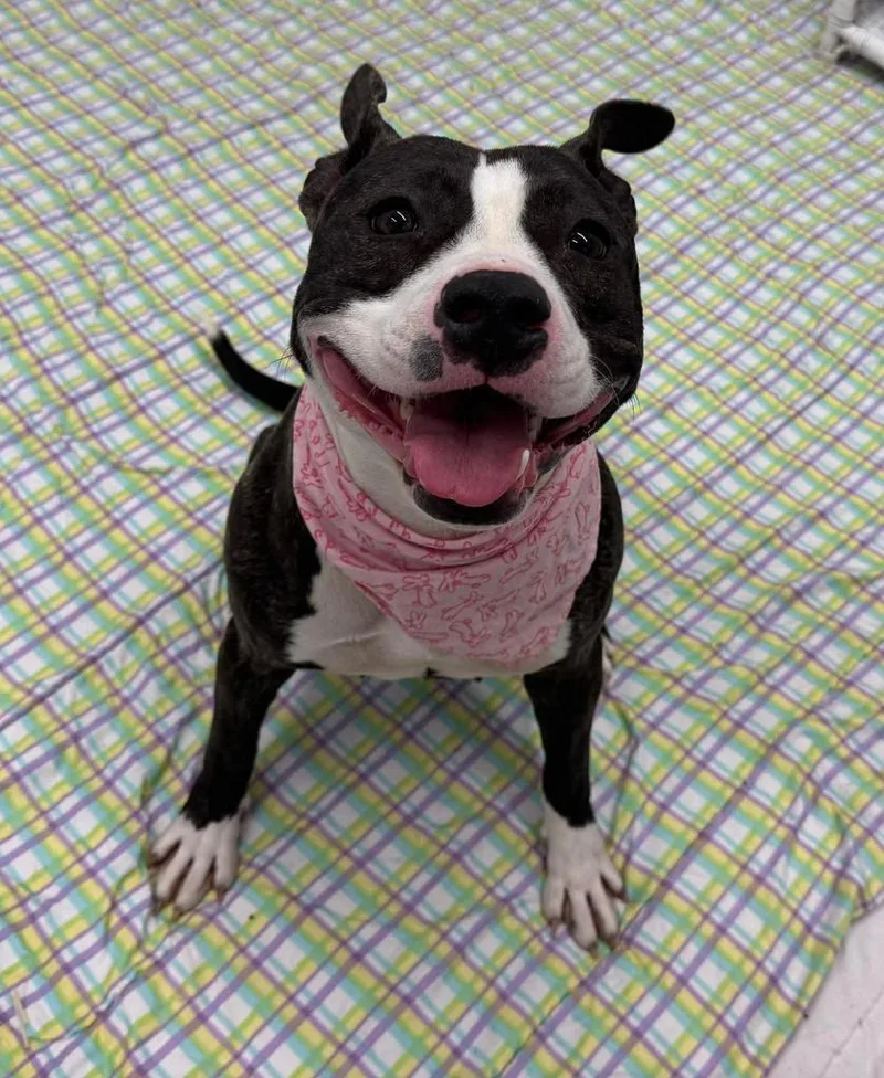 Margaery thumbnail 6