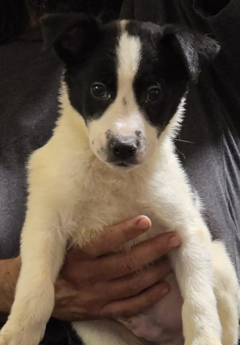A baby medium-sized male Australian Cattle Dog / Blue Heeler dog named Ezra for adoption in Minneapolis, MN