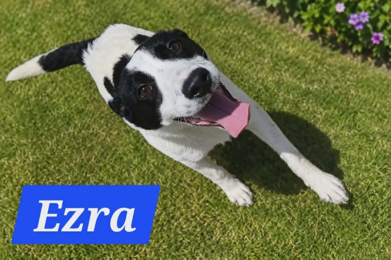 Ezra thumbnail 2