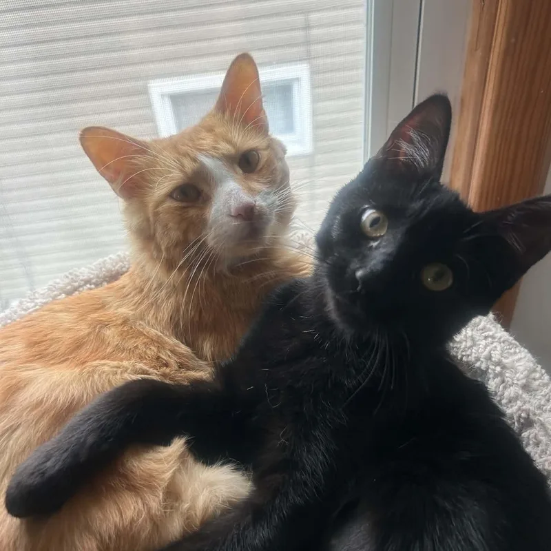 A young medium-sized male Domestic Short Hair cat named Miso & Teddy for adoption in Buffalo, NY