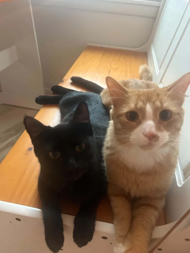 Miso & Teddy thumbnail 2