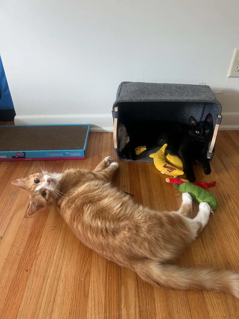 Miso & Teddy thumbnail 5