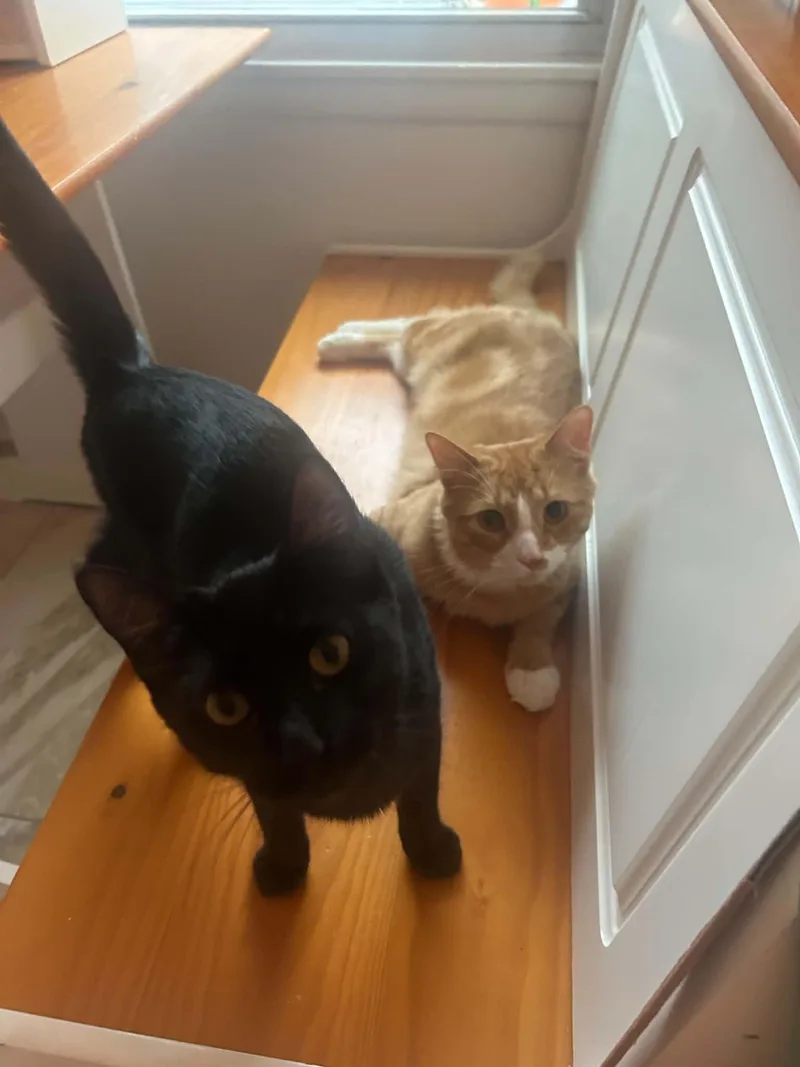 Miso & Teddy thumbnail 6